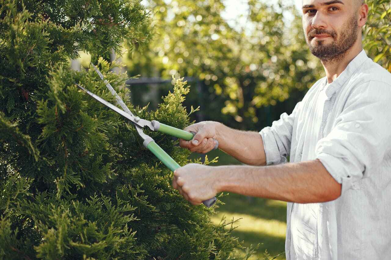 The Steps Involved in Our Tree Care Process in Pevely, MO